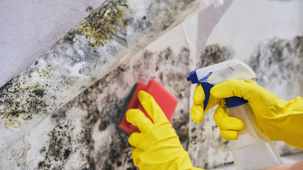 Best Basement Mold Removal  in Maple Grove, MN